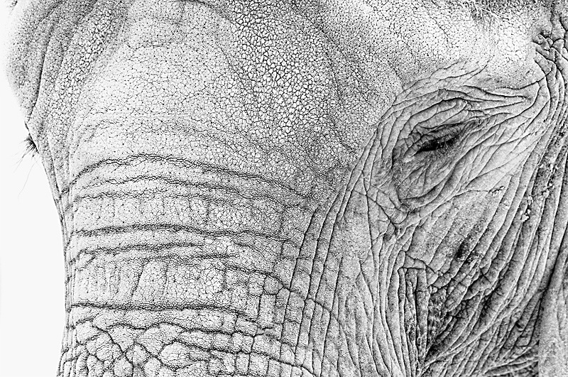 Tiere-D30_0014.jpg   26.04.jpg